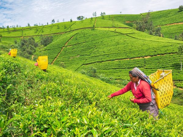 Tea Trails of Ceylon (09 Nights / 10 Days)