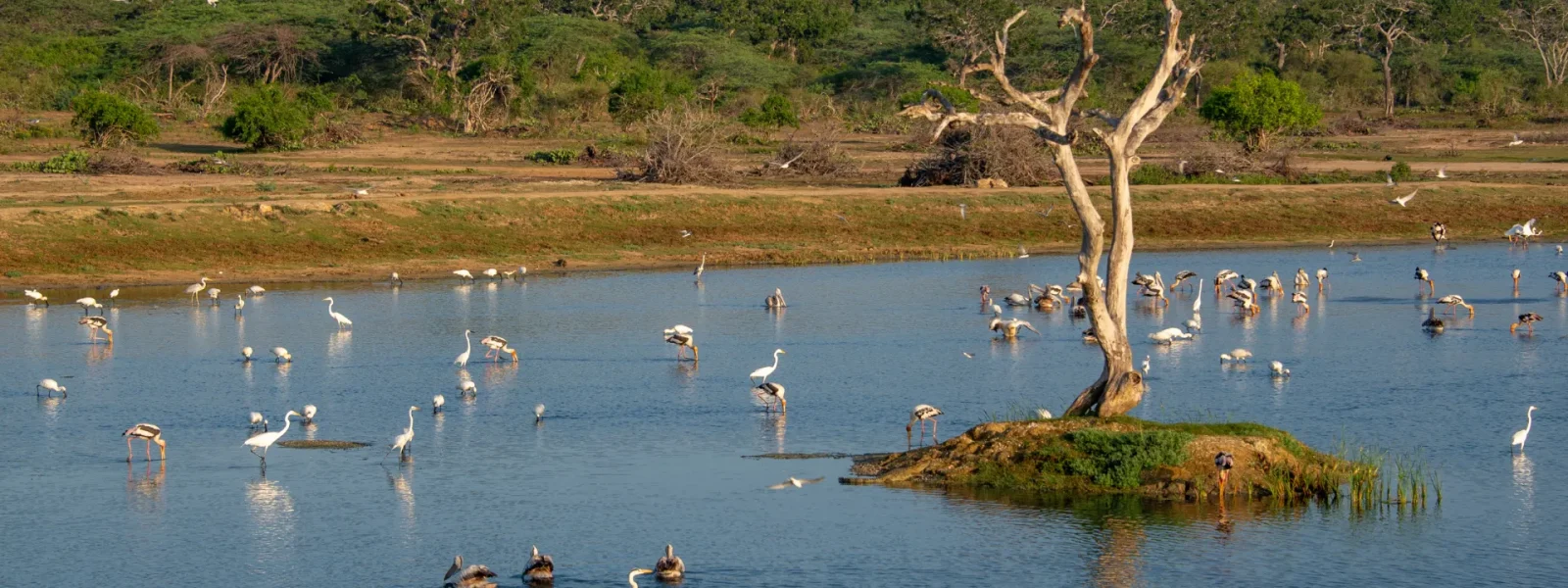 Bundala National Park