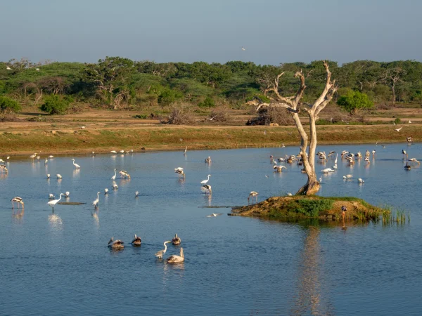 Bundala National Park
