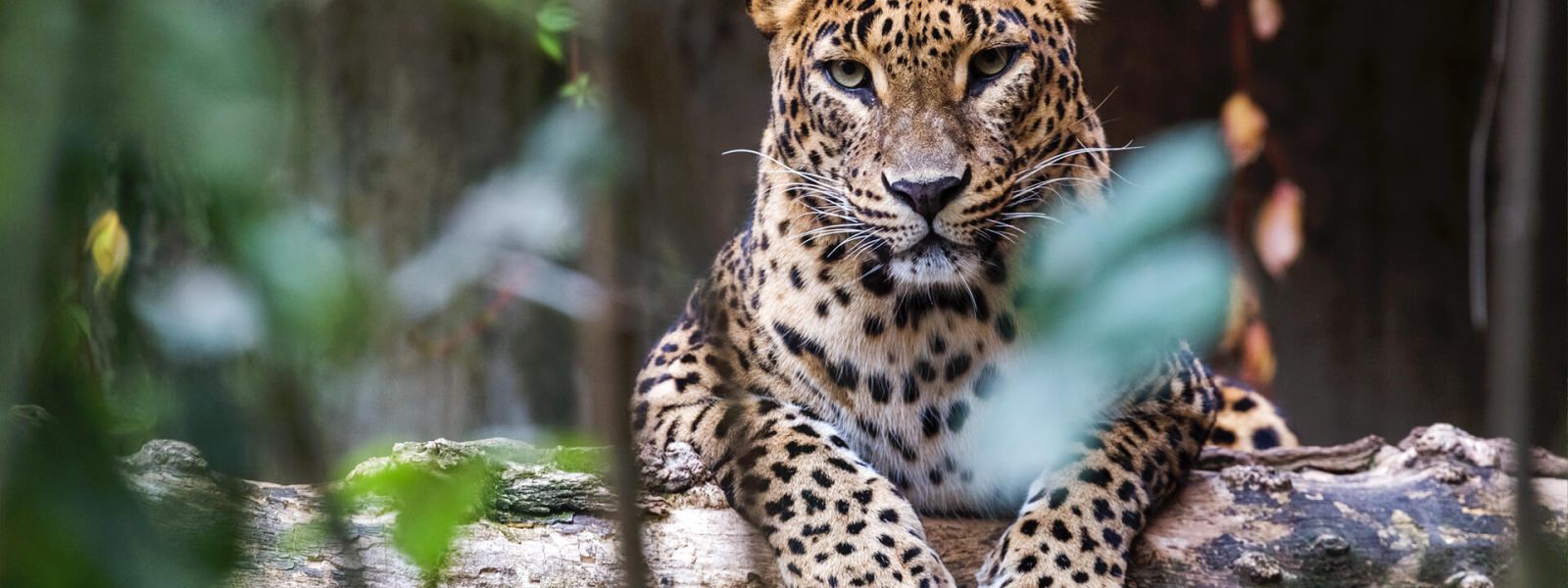 Yala National Park