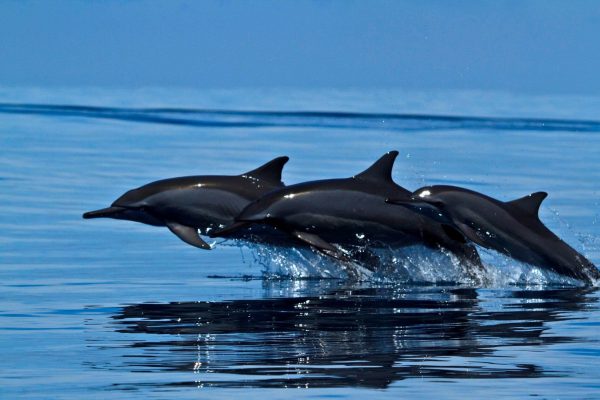 DIVING DOLPHINS 06 NIGHTS/ 7 DAYS