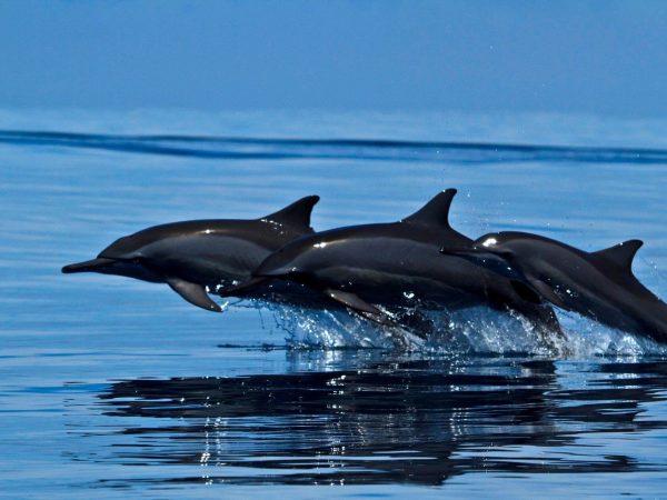 DIVING DOLPHINS 06 NIGHTS/ 7 DAYS