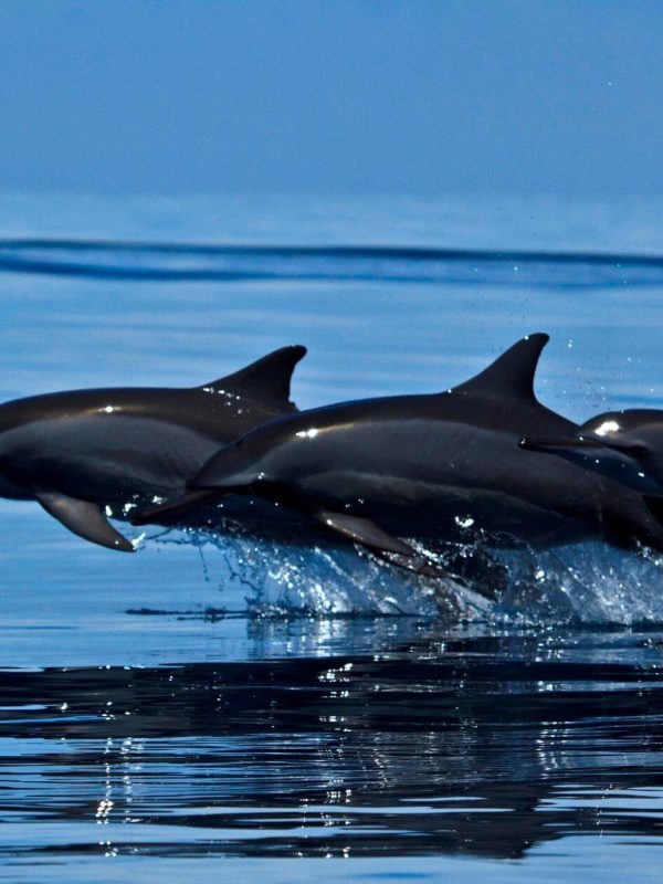 DIVING DOLPHINS 06 NIGHTS/ 7 DAYS