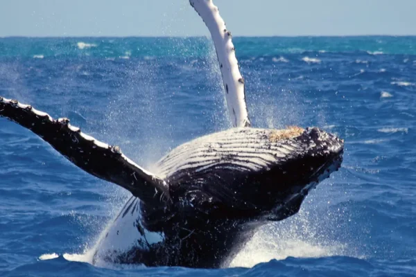 GENTLE GIANTS 06 NIGHTS/ 7 DAYS