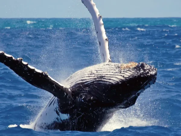 GENTLE GIANTS 06 NIGHTS/ 7 DAYS