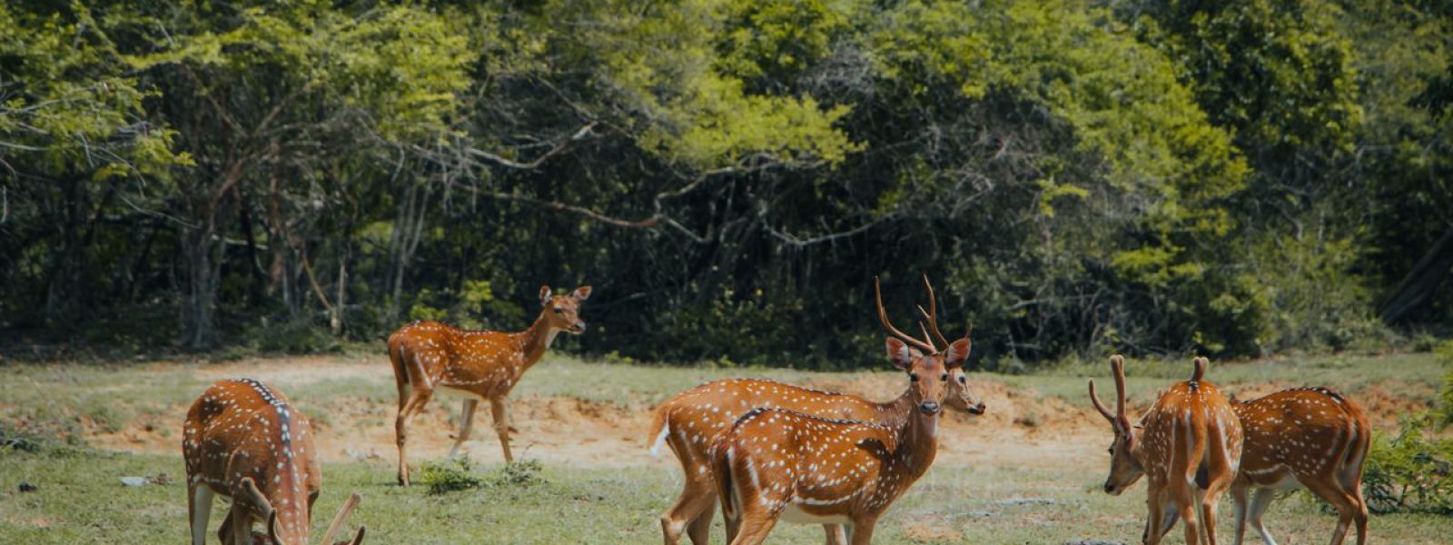 Wilpattu National Park