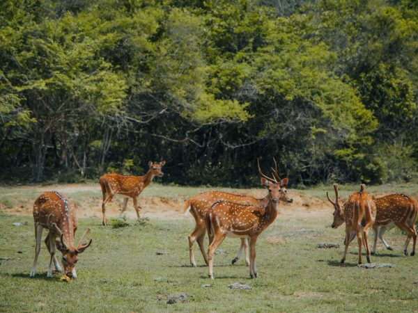 Wilpattu National Park